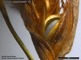   Fruit, seed:   Eurychorda complanata ; Photo by South Australian Seed Conservation Centre, used with permission
